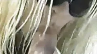 Raguotas Brandi Meilė užsakytas žmogus Laižyti tarpkojo